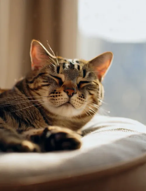 Warm home-style photography: A lazy house cat lies on its ba...